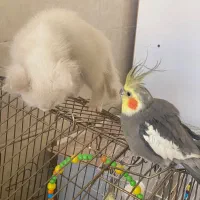 عروس هلندی|پرنده|سردشت, |دیوار