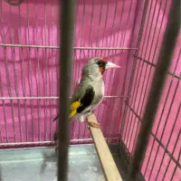 سهره کرمونی نر معاوضه با سهره رسمی نر