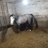 اسب ماده|اسب و تجهیزات اسب‌سواری|ارومیه, |دیوار