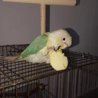 طوطی گرینچیک نر دستی بازیگوش حدودا ۶ ماهه با قفس|پرنده|ملارد, |دیوار