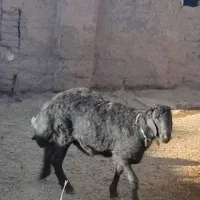 بره قوچ قره قزل اصل
