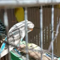 مرغ عشق مولد به شرط جوجه|پرنده|پاکدشت, پاکدشت (مامازند)|دیوار