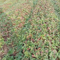 نهال توت فرنگی سابرینا