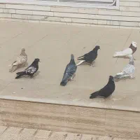 حراج کبوتر|پرنده|آباده, |دیوار