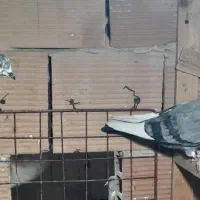 کبوتر پرشی|پرنده|اسلامشهر, شهرک امام حسین (میان آباد)|دیوار