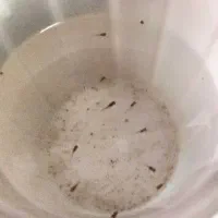 گوپی نر و ماده مولد ، بچه گوپی|ماهی|تهران, اسفندیاری|دیوار