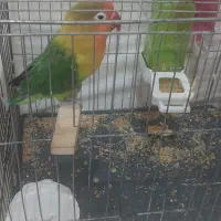 طوطی برزیلی باقفس و وسایل|پرنده|بیجار, |دیوار