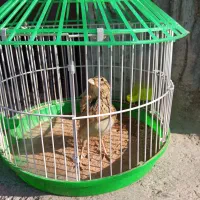 قناری جوانه نر