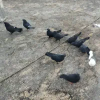 کبوتر فروشی