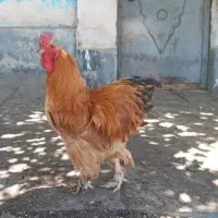 خروس