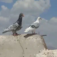 سار نر