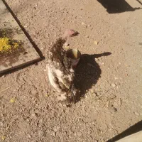 3عدد بوقلمون دونه ایی 500