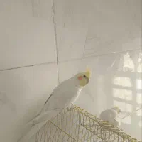 عروس هلندی سخنگو