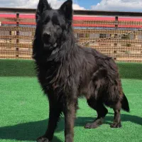 تمامی نژاد های سگ