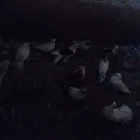 کبوتر|پرنده|سراب, |دیوار