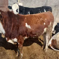 فروش گوساله چاق کشتاری سیمینتال