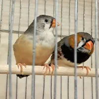 فنچ کینگ مولد در همه ی نژادها|پرنده|تهران, چهارصد دستگاه|دیوار