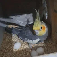 عروس هلندی|پرنده|نظرآباد, نظرآباد|دیوار