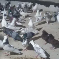 کبوتر گرو