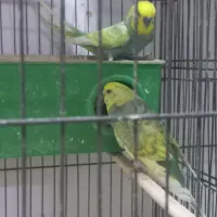 انواع مرغ عشق