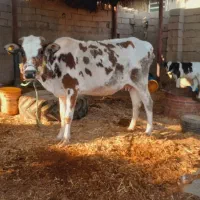 ۲گاو   گوساله ماده