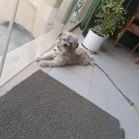 پاپی فروشی