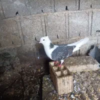 چند جفت کبوتر پرشی|پرنده|لنگرود, |دیوار