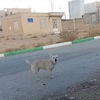 سگ پاکوتا ادمی|سگ|قوچان, |دیوار