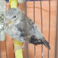 جوجه سهره قناری