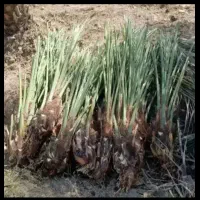 خرید او فروش نهال نخل