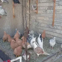 زرد با سبز کرمونی