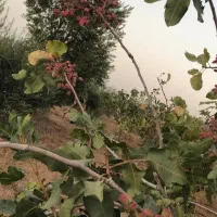 فروش باغ ۳۰۰۰۰ متری/فرصت خاص سرمایه‌گذاری