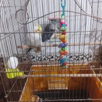 عروس هلندی جفت|پرنده|چناران, |دیوار