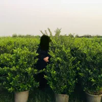 گل یاس هلندی،با کیفیت و سن۴ساله