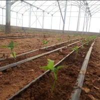 فروش گلخانه- شاهین شهر|فروش دفتر صنعتی، کشاورزی، تجاری|شاهین‌شهر, مورچه خورت|دیوار