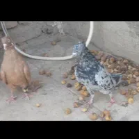 یک جفت کفتر