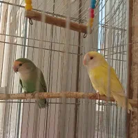 طوطی نروماده برزیلی سرحال|پرنده|اردبیل, |دیوار