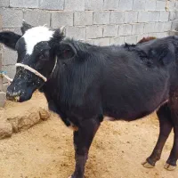گوساله جنس خوب|حیوانات مزرعه|ایذه, |دیوار