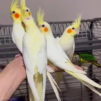 * عروس هلندی دستی دونخور *
