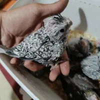 جوجه عروس هلندی|پرنده|تهران, قصر فیروزه ۲|دیوار