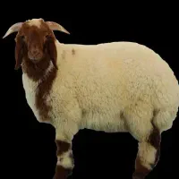 بره نر 30 راس