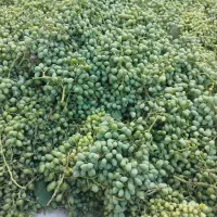 آبغوره