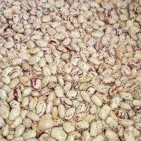 لوبیا تازه