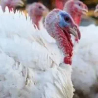 بوقلمون بیوتی گوشتی