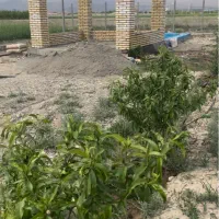 ۱۲۰۰ متر زمین باغ/استخر الاچیق/ تنکمان/قابل تهاتر