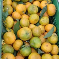 نارنگی شیرین