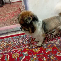 سگ گمشده