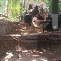 سه تا خروس چهل تاج ریشی  سه مرغ سیاه دم ب تخم