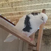 کفتر نر تیکه پاره گمشده