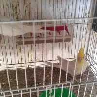 عروس جفت|پرنده|سیرجان, |دیوار